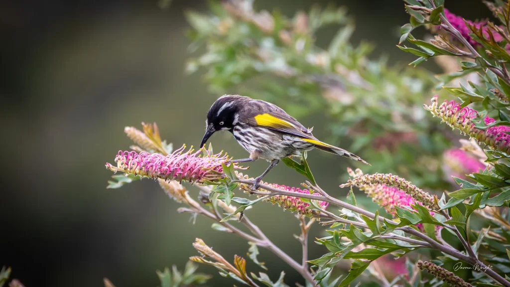 Inala Jurassic Garden, South Bruny Island