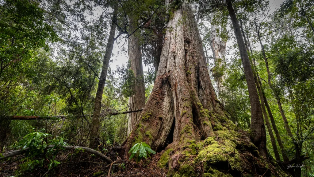 Huon Valley Grove of Giants