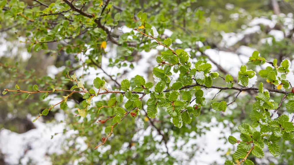 Fagus, Mt Field National Park, Tasmania.