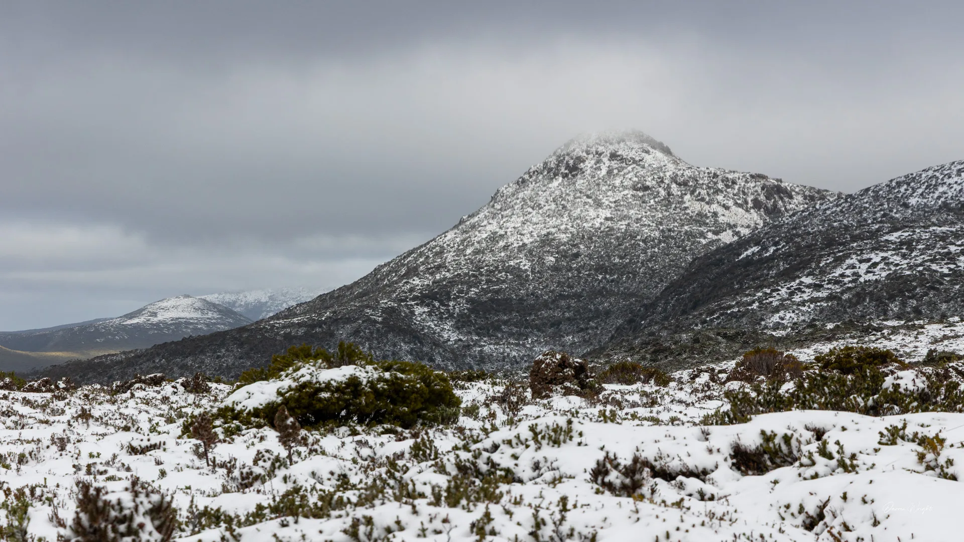 Hartz Mountains. Darren Wright.